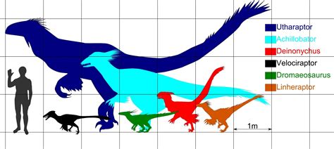 velociraptor size chart