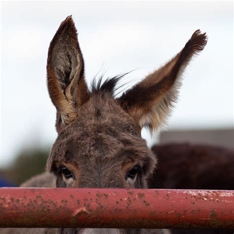 sizes donkey ears flickr photo sharing