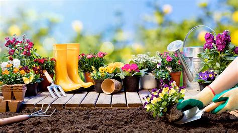 15 Consejos De JardinerÍa Para Principiantes Tu Consulta Gratis