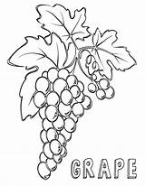 Coloring Grape Pages Print sketch template