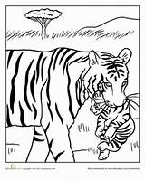 Tiger Coloring Pages Baby Mama Animal Cubs Kids Colouring Tigers Printables Adult Drawings Sheets Drawing Mother Animals Color Sleeping Five sketch template