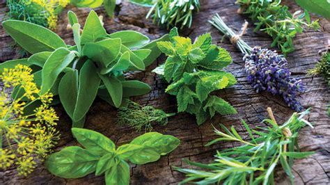 tanaman obat herbal keluarga ampuh hilangkan penyakit