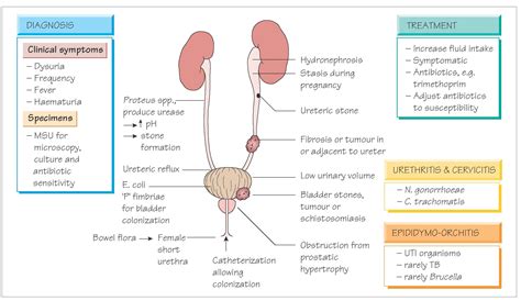 urinary  genital infections systemic infection