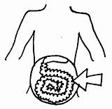 Guts Tummy Clipground Intestine sketch template
