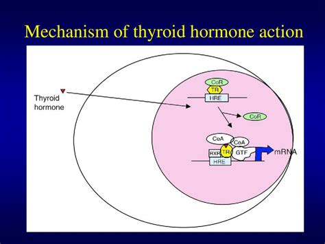 biochemistry  thyroid hormones prezentatsiya onlayn