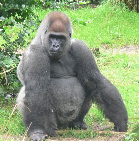 filemale silverback gorillajpg