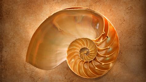 seashells  spiral structures project manaia