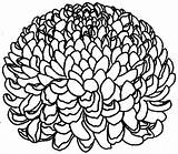 Chrysanthemum Flower Pages Coloring Clipartmag Drawing sketch template