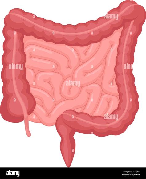 anatomie des menschlichen darms bauchhoehle verdauungs und