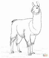 Coloring Lama Llama Printable Pages Supercoloring Drawing Animal Drawings Alpacas Animals 45kb sketch template