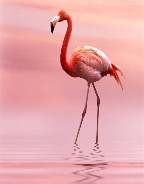flamingo  pink     pinterest flamingo pink flamingos  bird