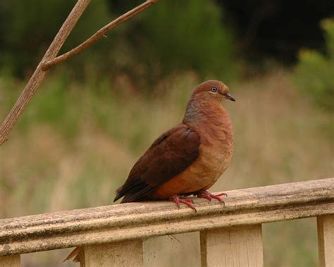 nature  robertson   bike brown pigeon