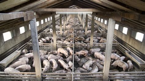 giant hog farms  making people sick heres    civil rights issue grist