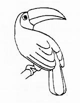 Toucan Coloring Pages Bird Birds Outline Drawing Printable Color Clipart Kids Rainforest Easy Template Sam Lobster Am Animal Nightingale Getdrawings sketch template