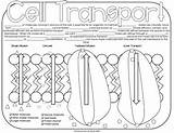 Cell Membrane Coloring School sketch template