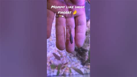Mommy Likes Daddy Fingers 🤌 Youtube