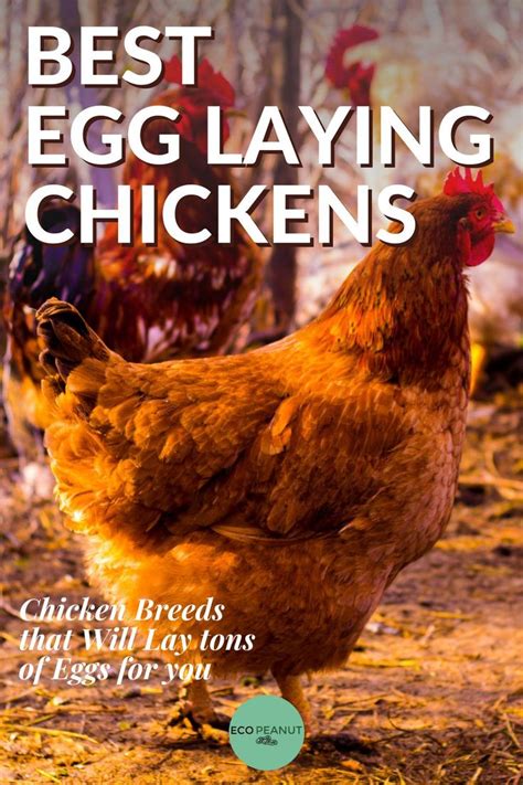 The Best Egg Laying Chickens By Chicken Breeds That Will Lay Tons Of