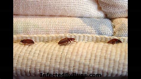 Kill Bed Bugs Photos Of Bed Bugs Youtube
