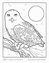 Coloring Owl Snowy Color Pages Getcolorings Printable sketch template