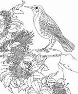 Meadowlark sketch template