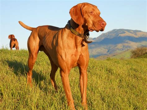 top  large dog breeds    page  animal encyclopedia