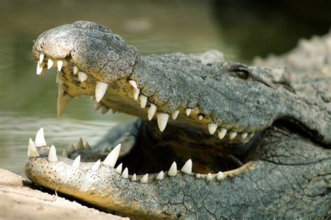 huge crocodile caught  camera eating pet dog alive   benny