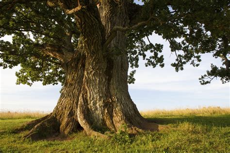 wise oak tree  culture  history