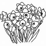 Daffodil Flower Bouquet Coloring Clipart Netart Pages Clipartbest Getcolorings Clipartmag Print Color Printable sketch template