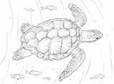 Turtle Coloring Pages Sea Loggerhead Realistic Drawing Turtles Printable Hawksbill Supercoloring Color Drawings Adult Choose Board Animal Sheets sketch template
