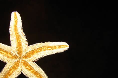 starfish stock photo freeimagescom
