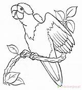 Perroquet Parrot Kolorowanki Papuga Branche Papagaios Colorier Parrots Papagei Dzieci Poulet Perroquets Araras Wydruku Ara Pets Ausmalbild sketch template