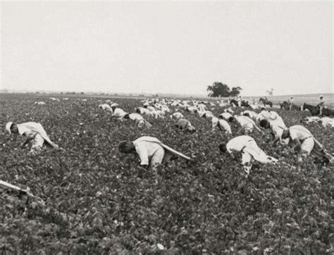 Inmates Pick Cotton On A State Prison Farm In Sugar Land Texas 1960s