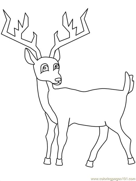 deer pictures  color coloring home