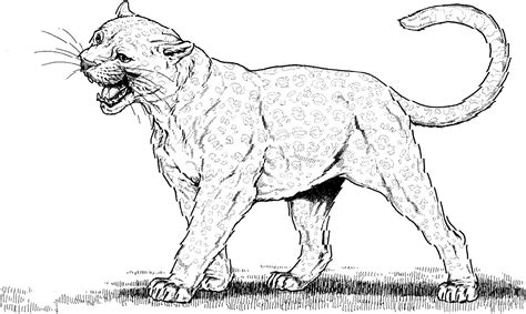 panther animals  printable coloring pages