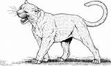 Puma Panther Ausmalen Pantera Kolorowanka Malvorlage Cougar Druku Pumas Realistyczna Wildtiere Vorlagen sketch template