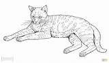 Cat Cats Coloring Pages Footed Drawing African Printable Wild Animals Color Animal sketch template