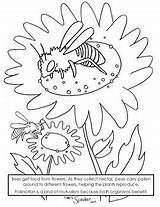 Pollinator sketch template