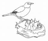 Nest Bird Coloring Baby Pages Drawing Robin Hungry Birds Feeding Nests Drawings American Kids Line Color Print Children Google Printable sketch template