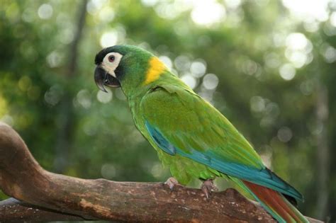 golden collard macaw mini macaw parrots birds turtles  fish