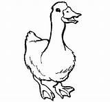Coloring Goose Pages Printable Animal Gif Popular Coloringcrew sketch template