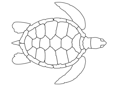 turtle coloring page nuttin  preschool turtle coloring pages