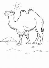 Camila Colorat Desene Planse Animale Camel Salbatice Camile Camello Página Colorkid sketch template