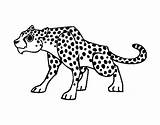 Leopardo Ghepardo Guepardo Colorare Pintar Cheetah Disegno Leopardos Guepard Pages Acolore Selva Oso Ballerino Dibuix Pantera Animais Guépard Dibuixos sketch template