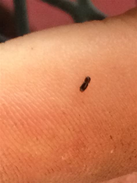 tiny flying black beattle  bug   extension