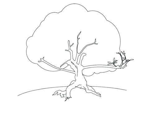 coloring pages  trees  branches  getdrawings