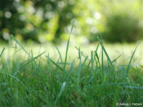 orchardgrass purdue university turfgrass science  purdue university