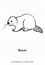 Colouring Pages Beaver Beavers Coloring Canada Animals Activity Canadian Animal Simple Printables Activities Village Activityvillage Explore Print Pdf sketch template