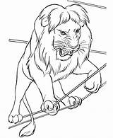Circus Animals Lion Coloring Pages Printable Animal Color Print Book Colors Kid sketch template