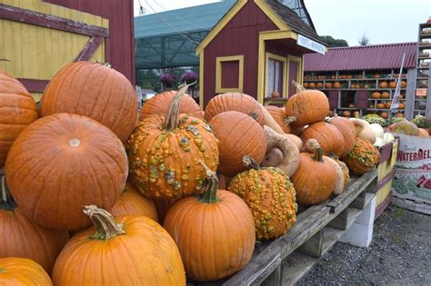 Pick Your Own Pumpkins At These 5 Farms In The Lancaster County Region