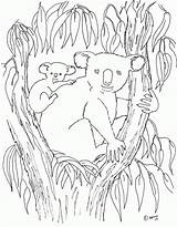 Koala Coloring Pages Color Baby Printable Print Kids Tree Animal Eucalyptus Colouring Sheets Australian Birthday Animals Coloringpagesbymradron Mommy Templates sketch template